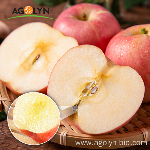 Good quality factory provide large size fresh apples